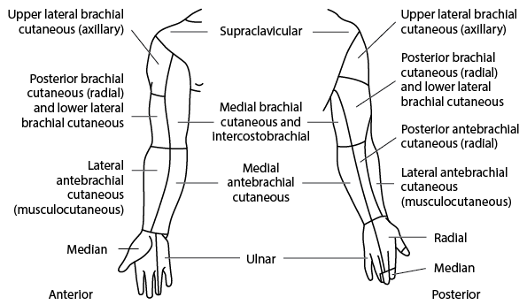 Cutaneous nerve distribution: upper limb